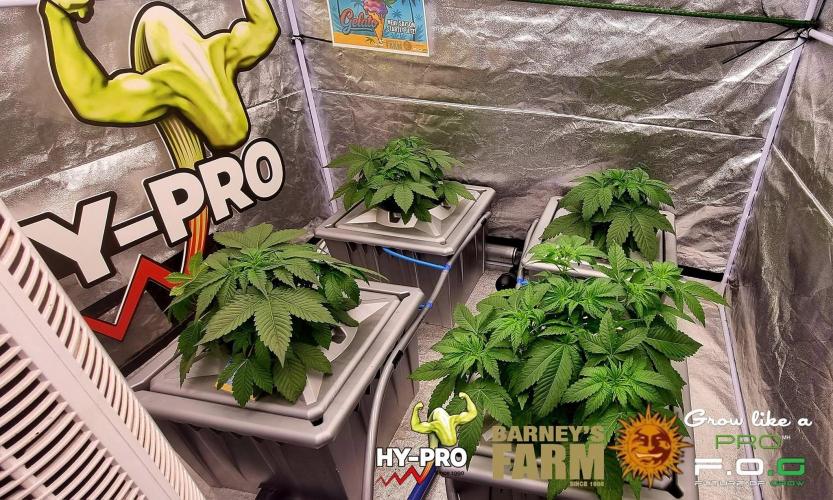 Gelato-Season is ON!. Week 3