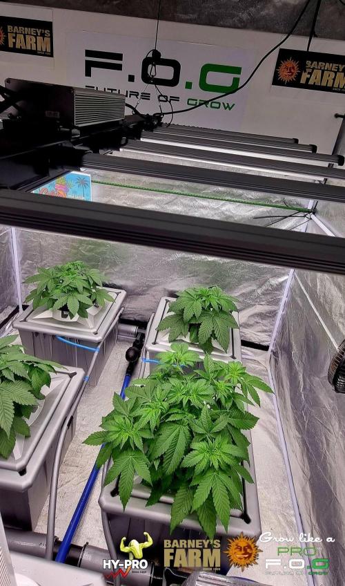 Gelato-Season is ON!. Week 3