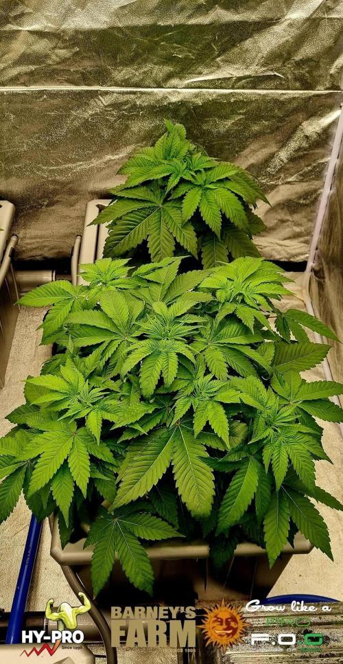 Gelato-Season is ON!. Week 3