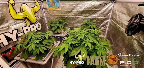Gelato-Season is ON!. Week 3