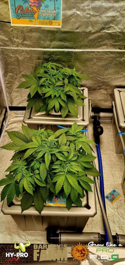 Gelato-Season is ON!. Week 3