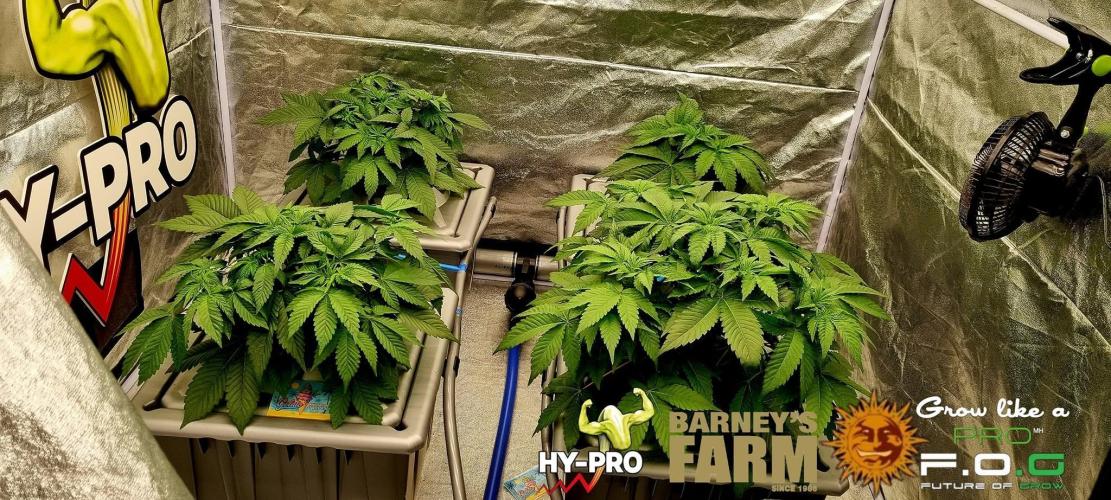 Gelato-Season is ON!. Week 3
