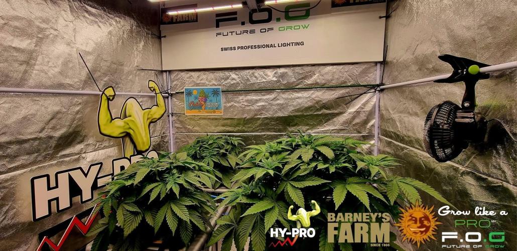 Gelato-Season is ON!. Week 3