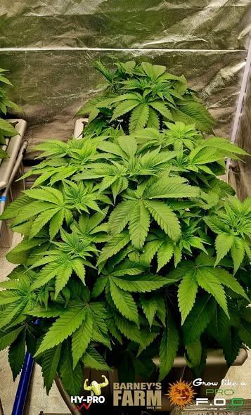 Gelato-Season is ON!. Week 3