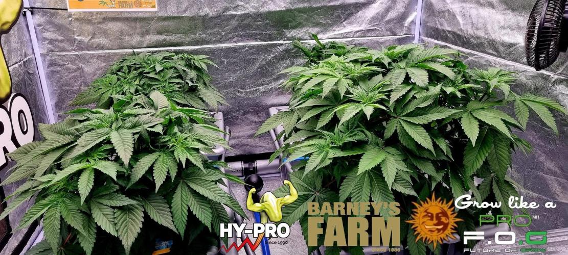 Gelato-Season is ON!. Week 3