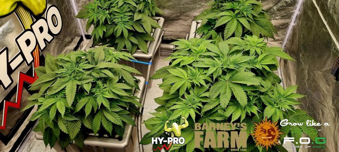 Gelato-Season is ON!. Week 3