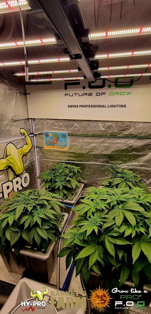 Gelato-Season is ON!. Week 3