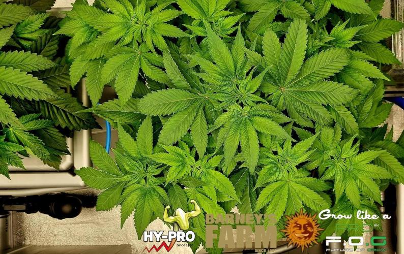 Gelato-Season is ON!. Week 3
