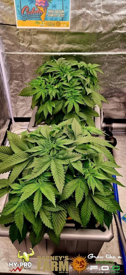 Gelato-Season is ON!. Week 3
