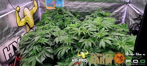 Gelato-Season is ON!. Week 4