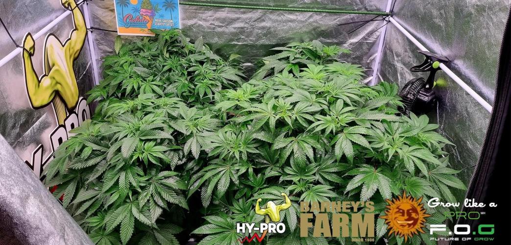 Gelato-Season is ON!. Week 4