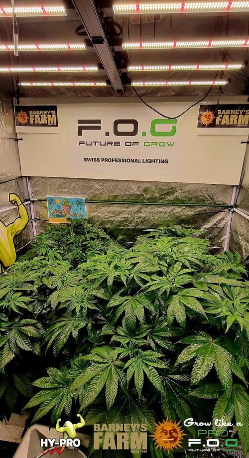 Gelato-Season is ON!. Week 4