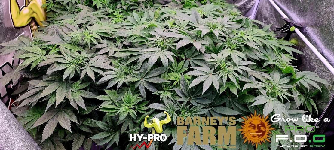 Gelato-Season is ON!. Week 4