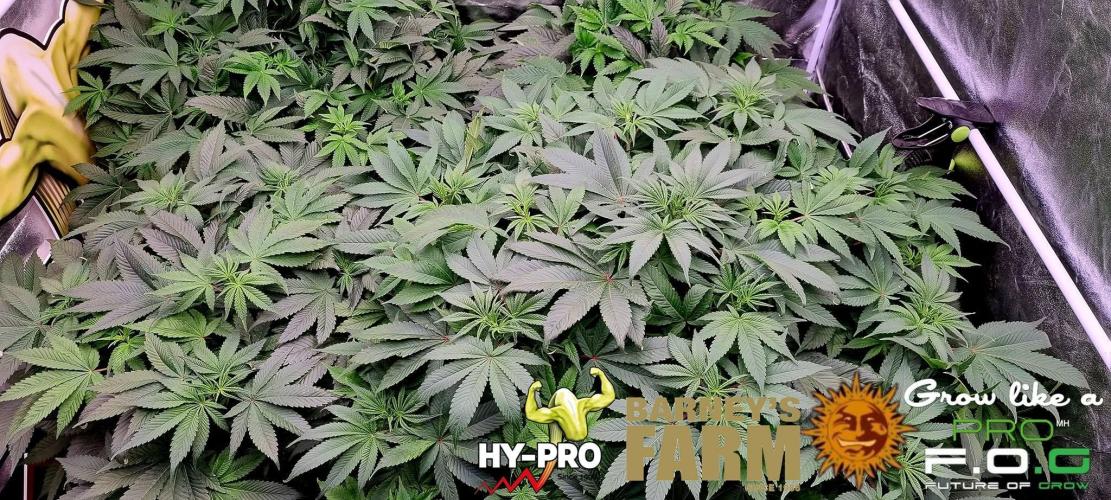 Gelato-Season is ON!. Week 4