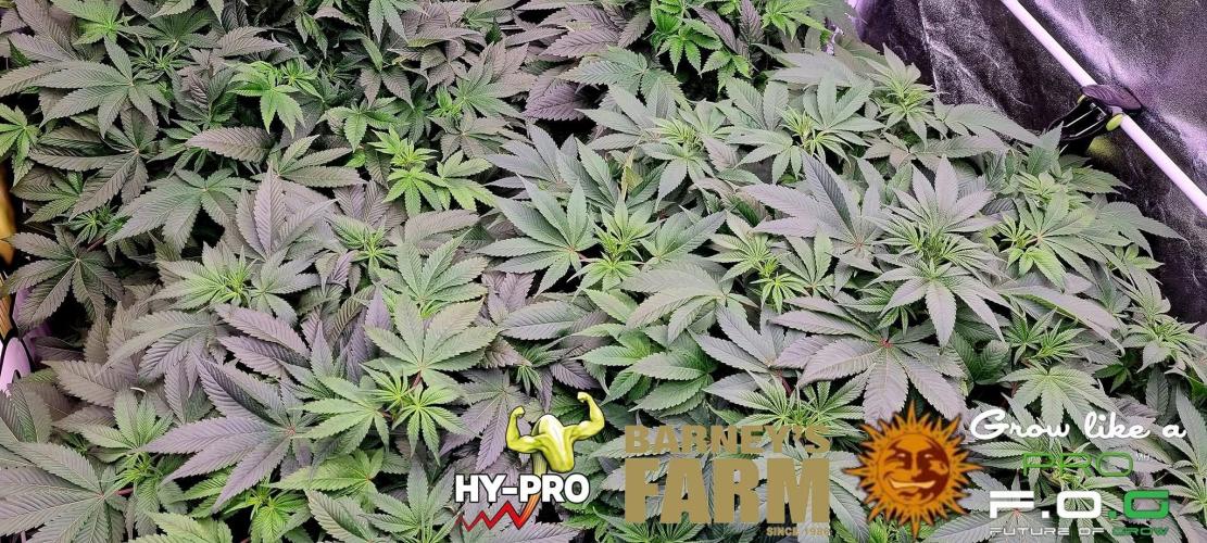 Gelato-Season is ON!. Week 4