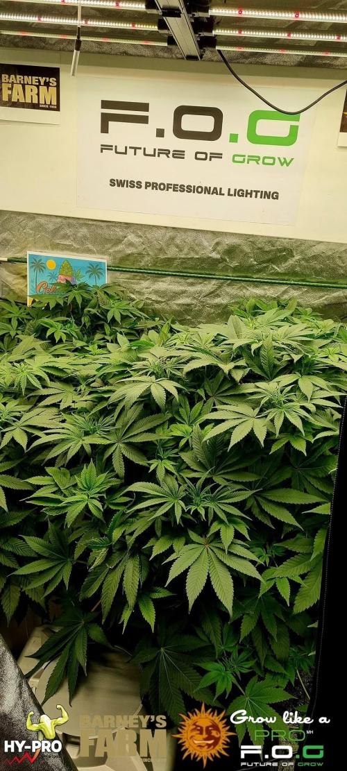 Gelato-Season is ON!. Week 4