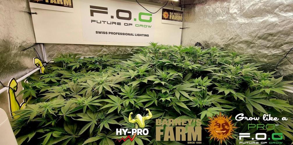 Gelato-Season is ON!. Week 5