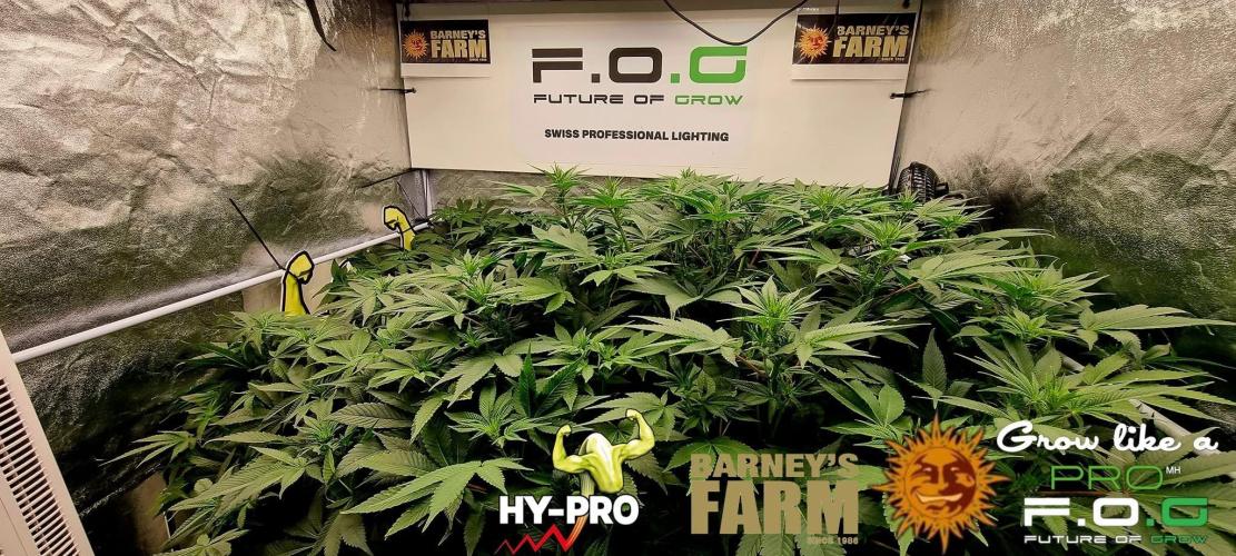 Gelato-Season is ON!. Week 5