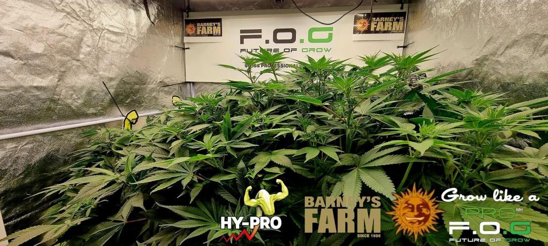 Gelato-Season is ON!. Week 5