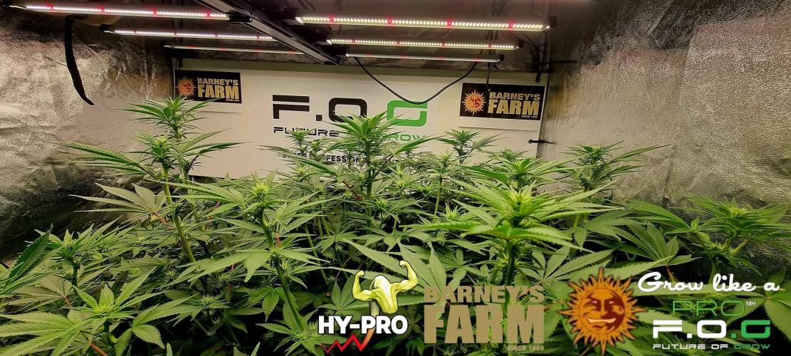 Gelato-Season is ON!. Week 6