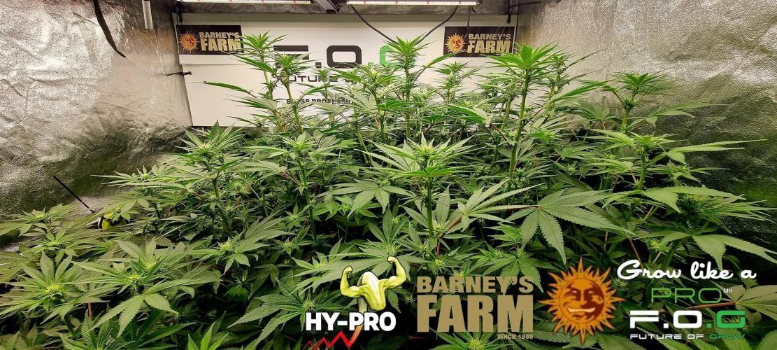 Gelato-Season is ON!. Week 6