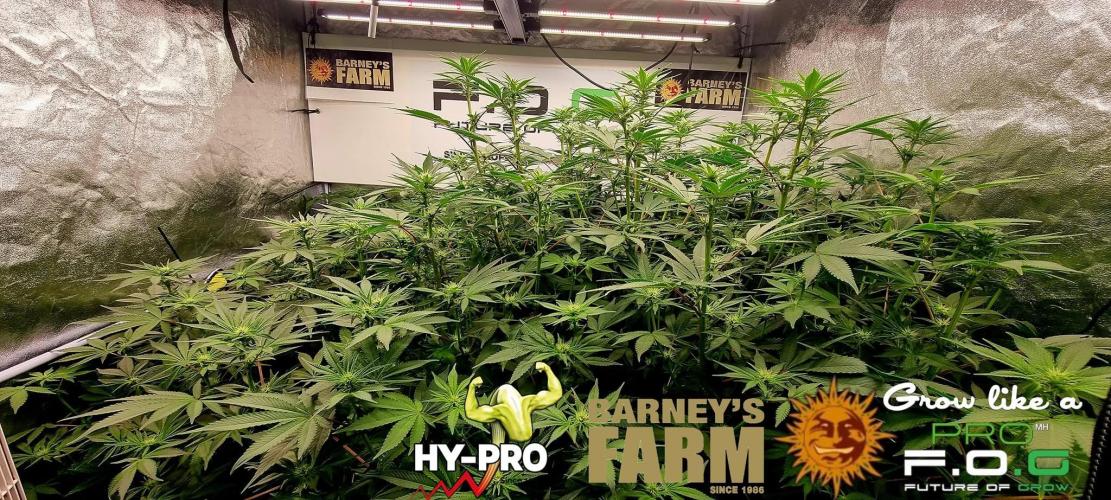 Gelato-Season is ON!. Week 6