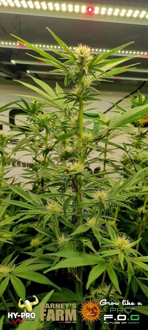 Gelato-Season is ON!. Week 7