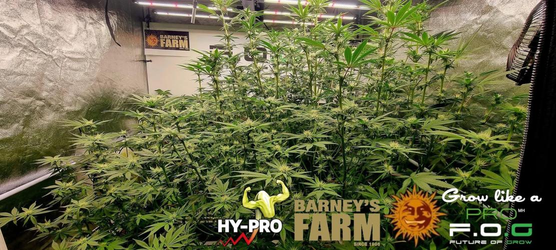 Gelato-Season is ON!. Week 7