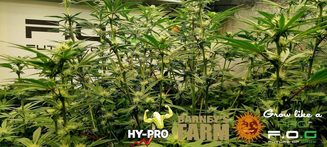 Gelato-Season is ON!. Week 7