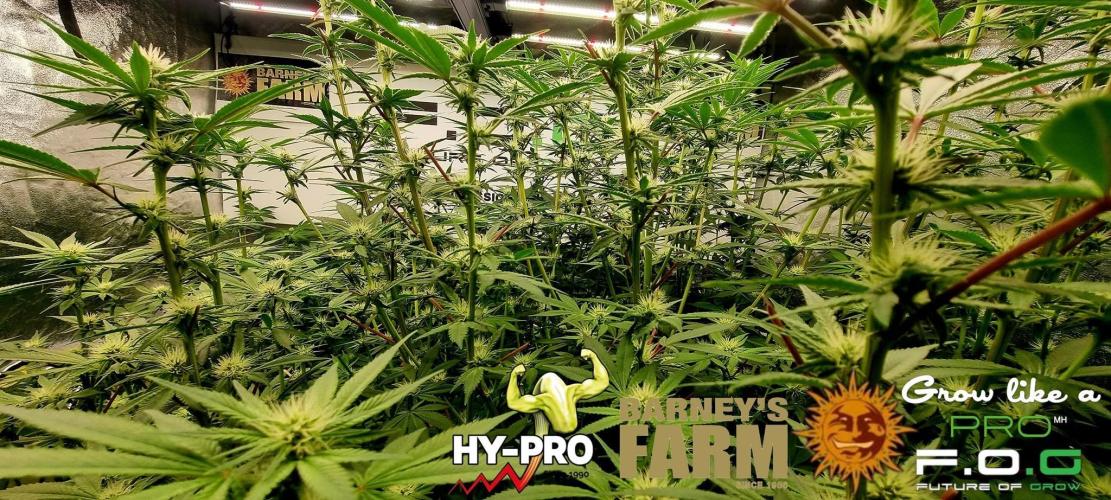 Gelato-Season is ON!. Week 7