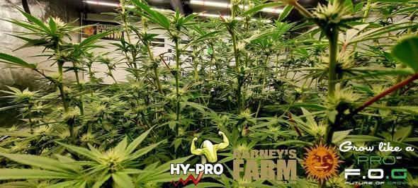 Gelato-Season is ON!. Week 7