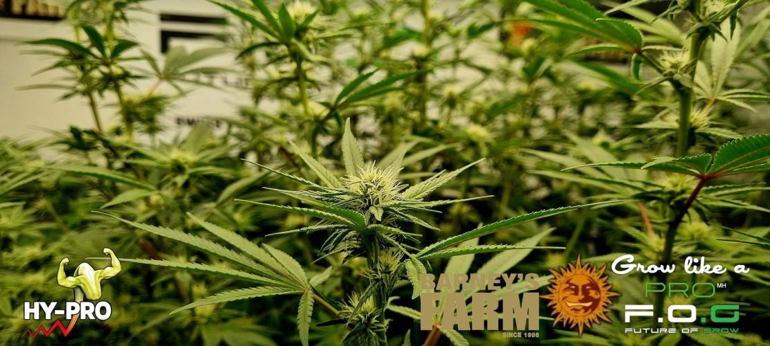 Gelato-Season is ON!. Week 7