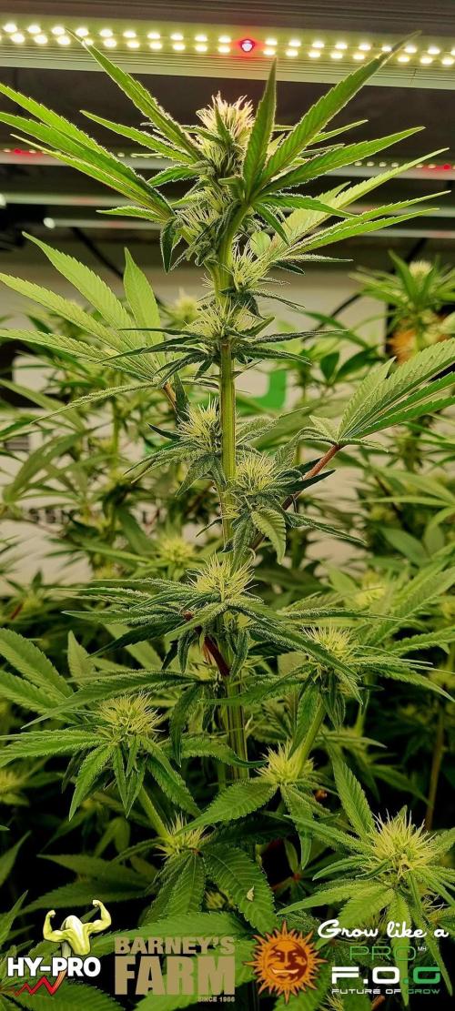 Gelato-Season is ON!. Week 8