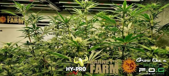 Gelato-Season is ON!. Week 8