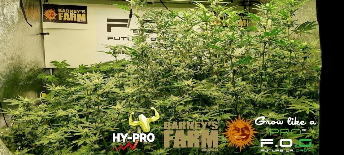 Gelato-Season is ON!. Week 8
