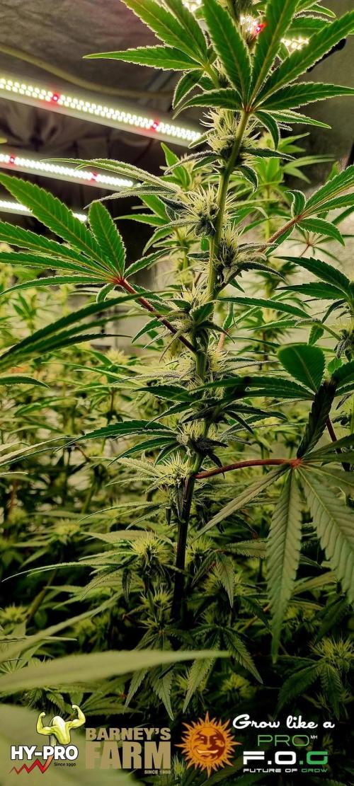 Gelato-Season is ON!. Week 9
