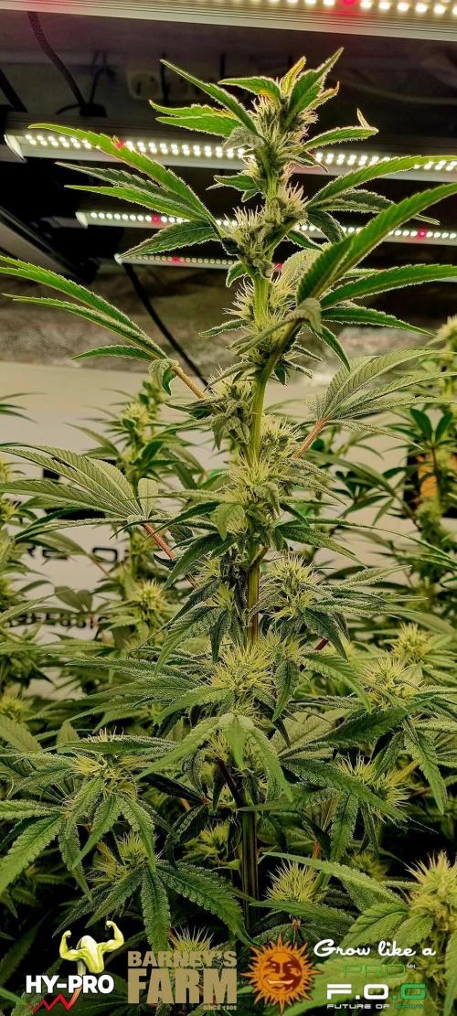 Gelato-Season is ON!. Week 9