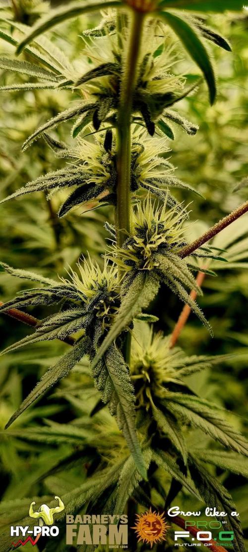 Gelato-Season is ON!. Week 9