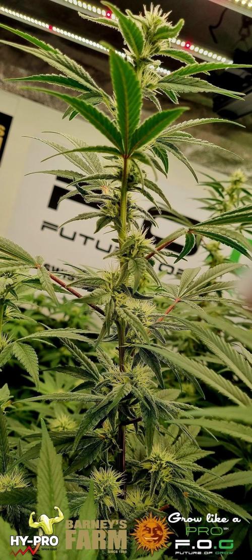 Gelato-Season is ON!. Week 9