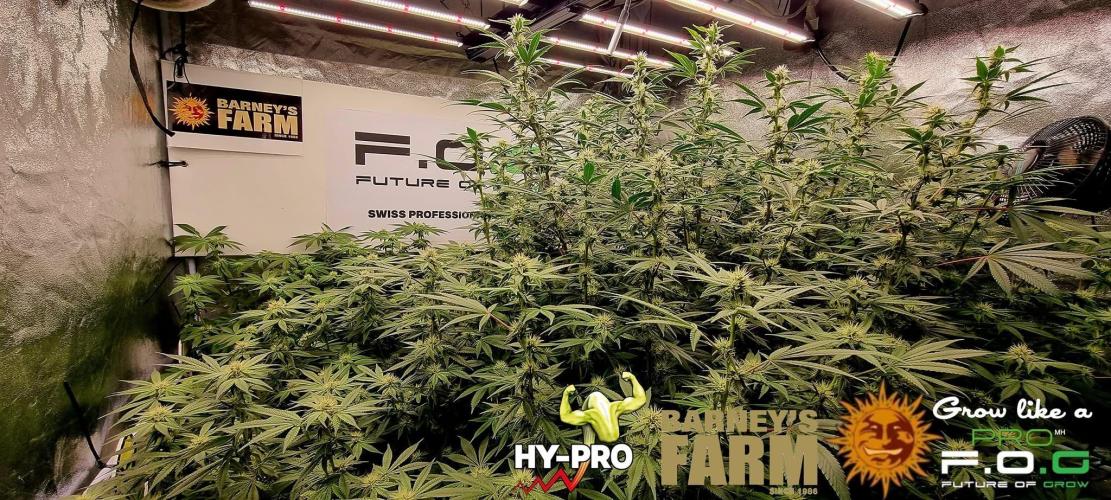 Gelato-Season is ON!. Week 9