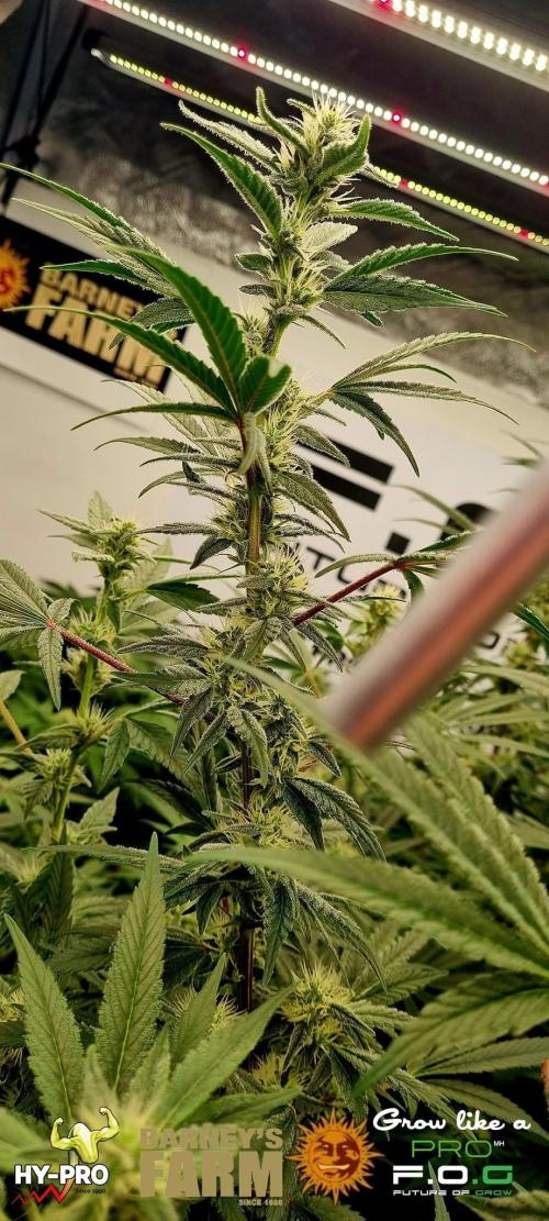 Gelato-Season is ON!. Week 9
