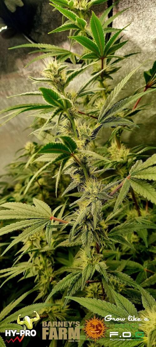 Gelato-Season is ON!. Week 9