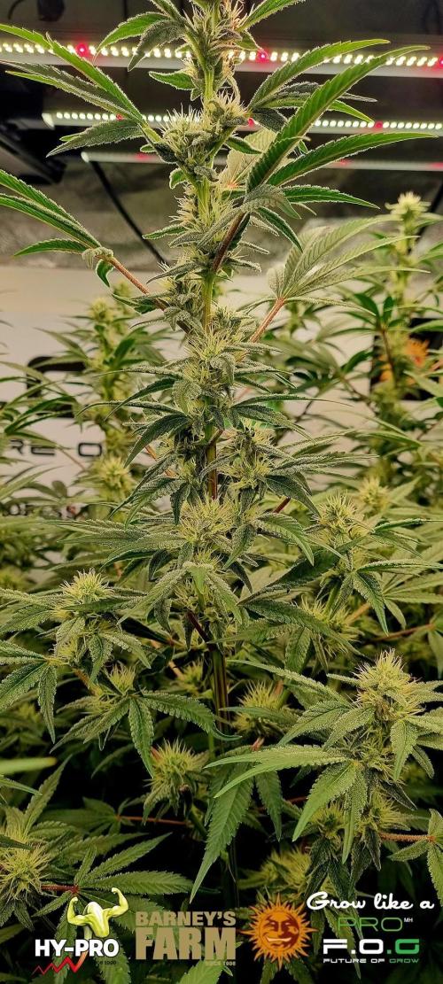 Gelato-Season is ON!. Week 9