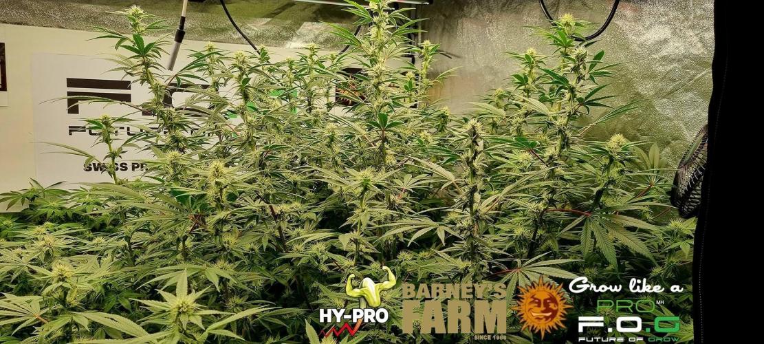 Gelato-Season is ON!. Week 9