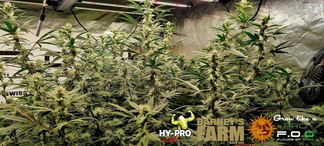 Gelato-Season is ON!. Week 9