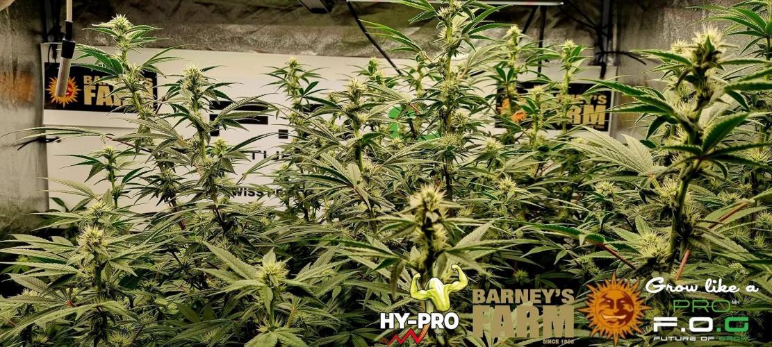 Gelato-Season is ON!. Week 9