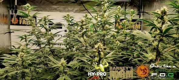 Gelato-Season is ON!. Week 9