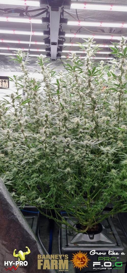 Gelato-Season is ON!. Week 10
