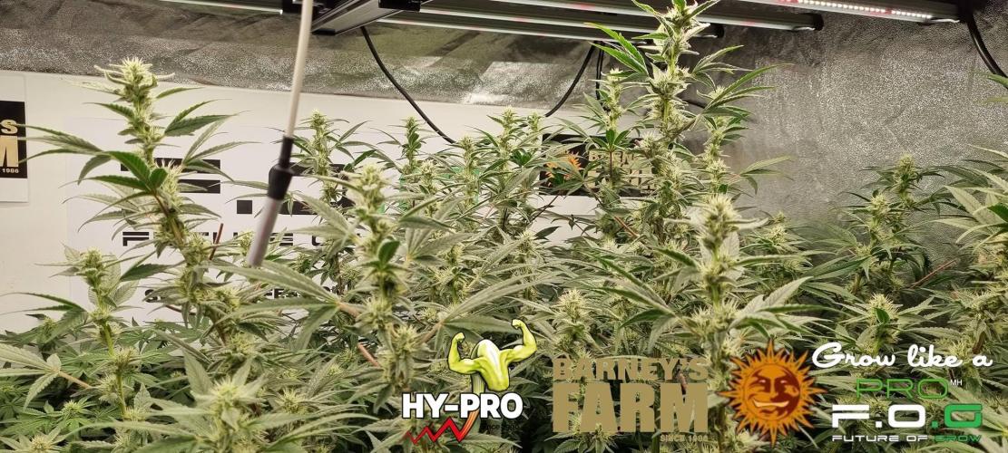 Gelato-Season is ON!. Week 10