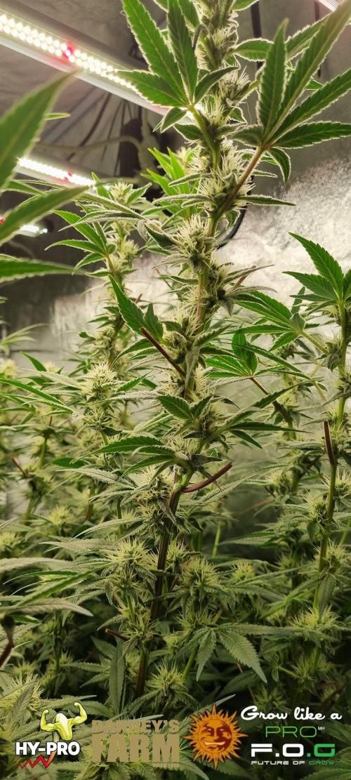 Gelato-Season is ON!. Week 10
